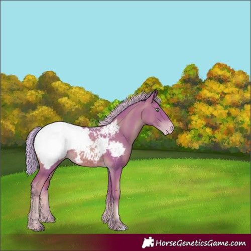 Horse Color:Watercolor Gold Champagne Appaloosa