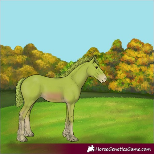 Horse Color:Watercolor Chestnut Appaloosa 