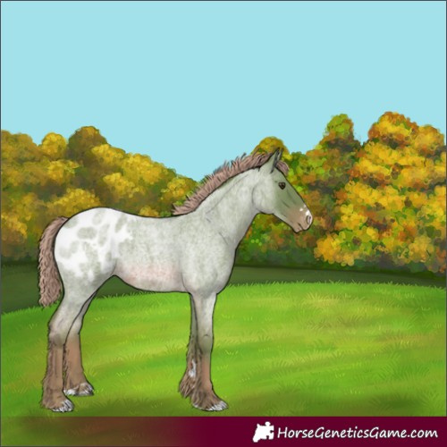 Horse Color:Watercolor Red Roan Blanket