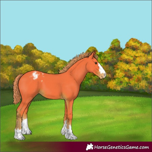 Horse Color:Watercolor Liver Chestnut Appaloosa