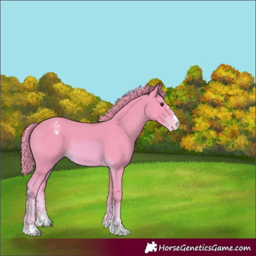 Horse Color:Watercolor Chestnut Appaloosa