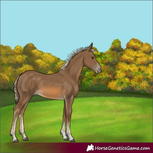 Horse Color:Chocolate Palomino Tobiano Varnish