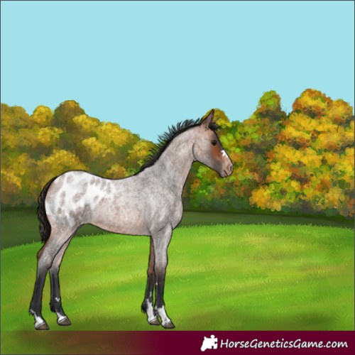 Horse Color:Bay Roan Blanket