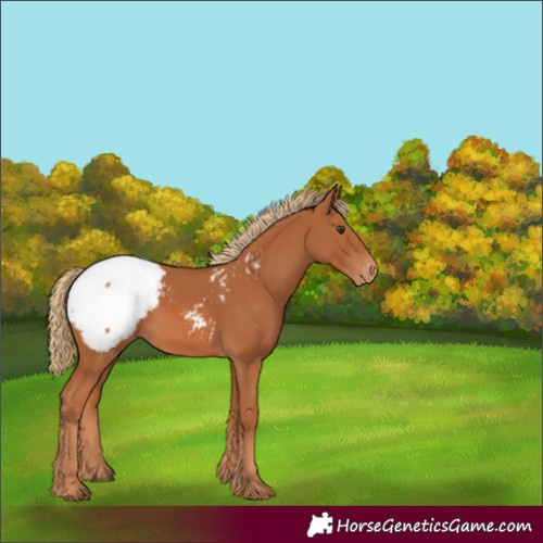 Horse Color:Chestnut Appaloosa