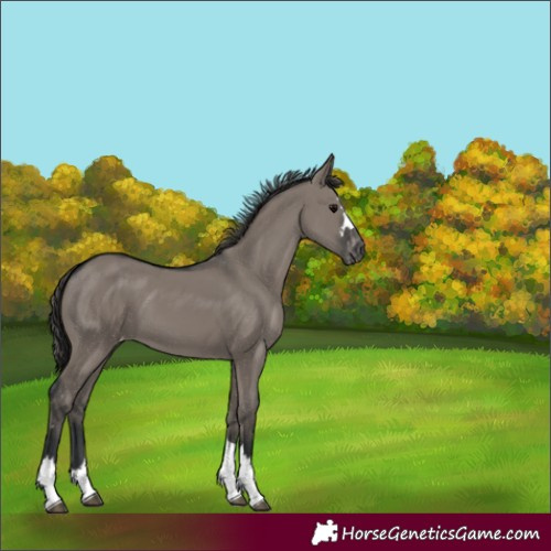 Horse Color:Grullo Appaloosa 