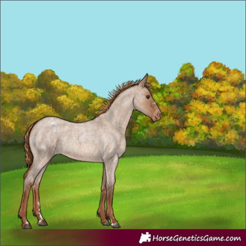 Horse Color:Red Dun Roan Appaloosa Rabicano