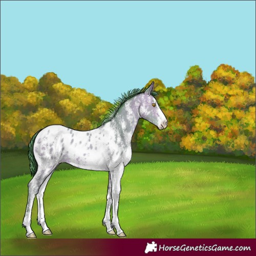Horse Color:Watercolor Amber Champagne Sabino Appaloosa 