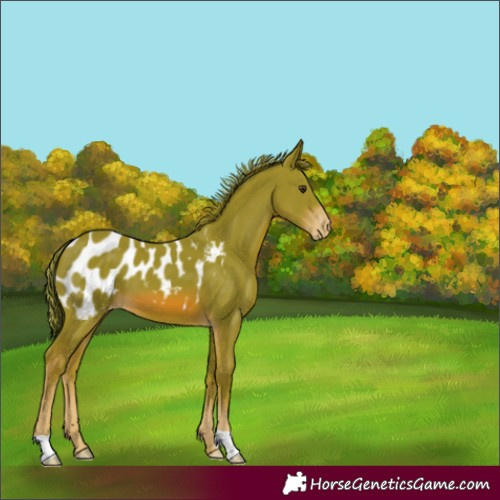 Horse Color:Watercolor Chestnut Blanket 