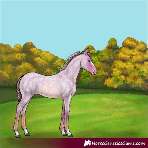 Horse Color:Watercolor Red Roan Appaloosa