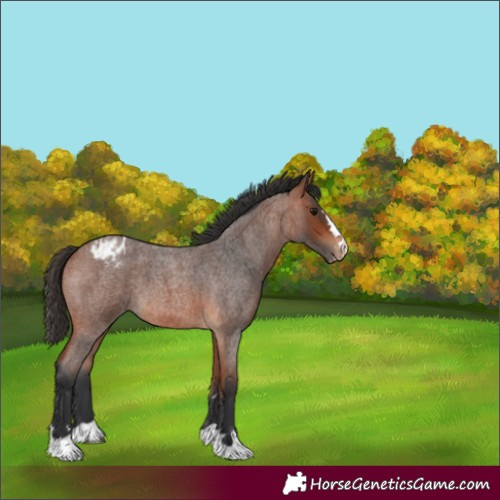 Horse Color:Bay Roan Varnish 