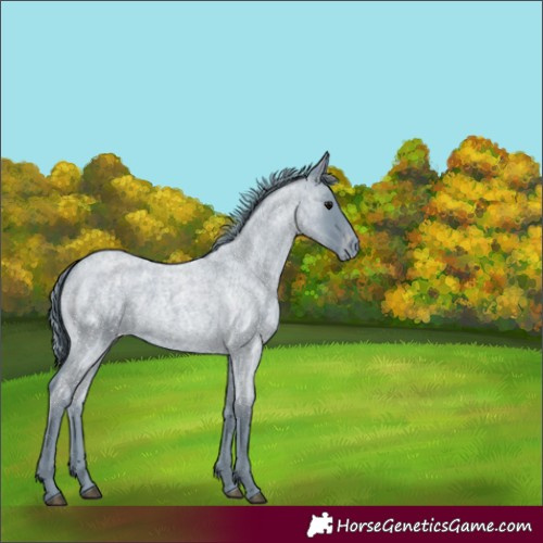 Horse Color:Watercolor Blue Roan Appaloosa