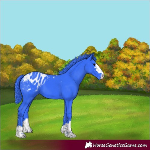 Horse Color:Watercolor Black Appaloosa 