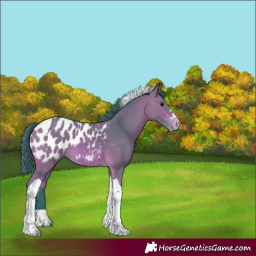 Horse Color:Watercolor Bay Tobiano Appaloosa