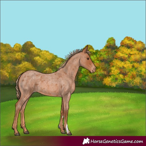 Horse Color:Red Roan Appaloosa 
