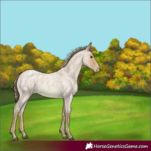 Horse Color:Watercolor Red Roan Appaloosa