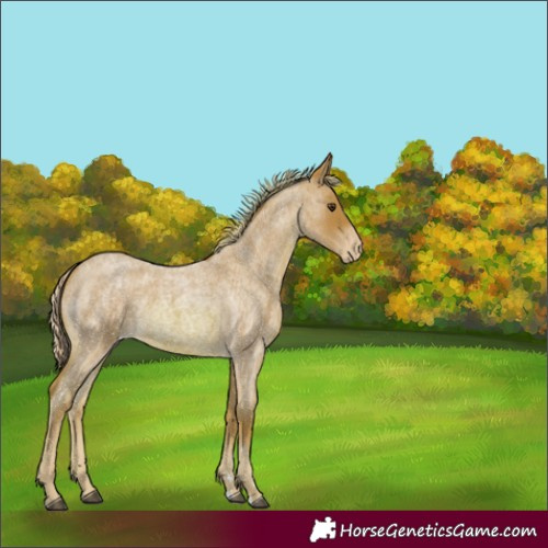 Horse Color:Watercolor Red Roan Appaloosa