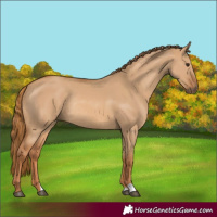 Horse Color:Red Dun Rabicano 