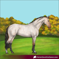 Horse Color:Bay Roan Dun
