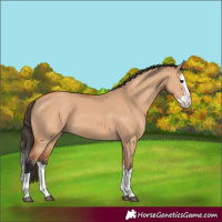 Horse Color:Bay Dun Splash