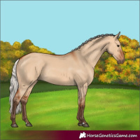 Horse Color:Silver Bay Dun Rabicano