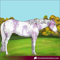 Horse Color:Watercolor White Spotted Gold Cream Champagne Sabino Varnish