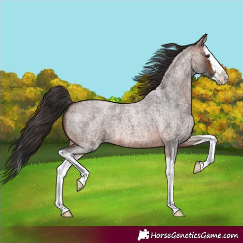 Horse Color:Brown Roan Splash