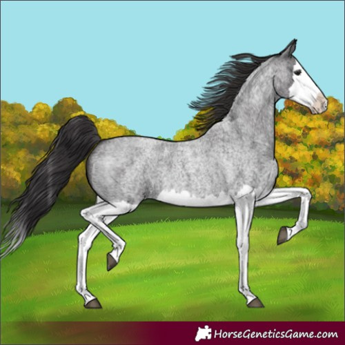 Horse Color:Smoky Blue Roan Splash