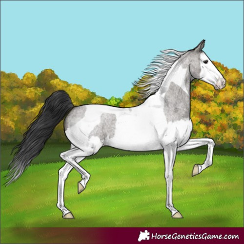 Horse Color:Grullo Roan Splash Tobiano