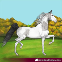 Horse Color:Grullo Roan Splash Tobiano 