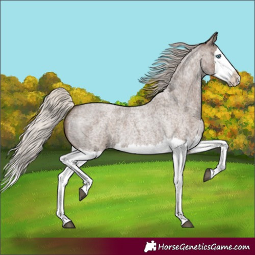 Horse Color:Silver Blue Roan Splash 