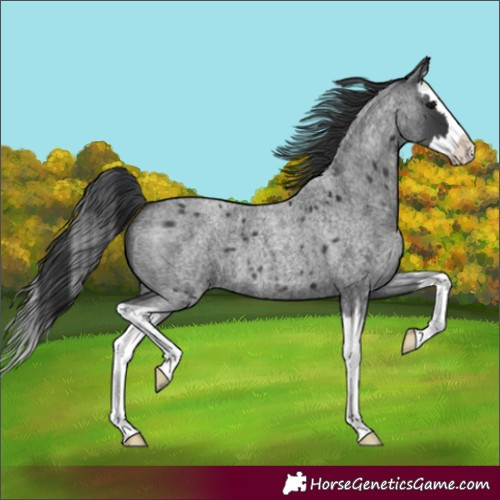 Horse Color:Blue Roan Splash