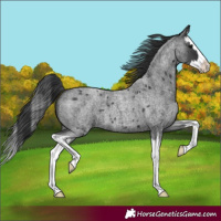 Horse Color:Blue Roan Splash 