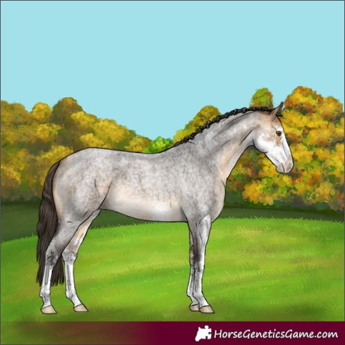 Horse Color:Buckskin Roan Sabino