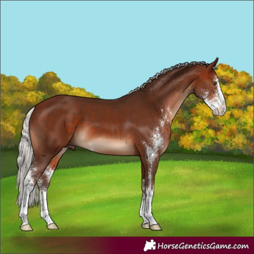 Horse Color:Silver Brown Sabino 