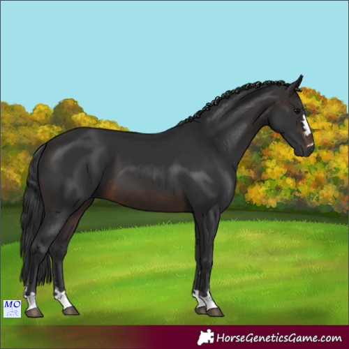 Horse Color:Brown 