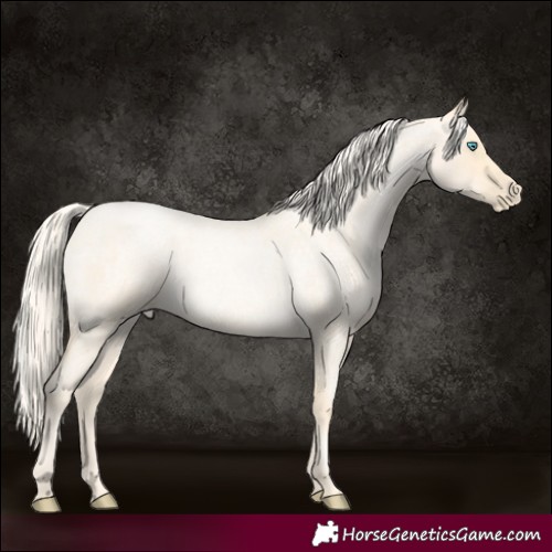 Horse Color:Palomino Roan Pearl and Palomino Roan Pearl