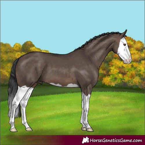 Horse Color:Brown Dun Splash 