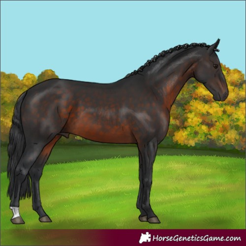 Horse Color:Brown 