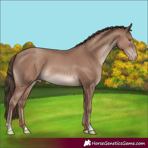 Horse Color:Classic Champagne 