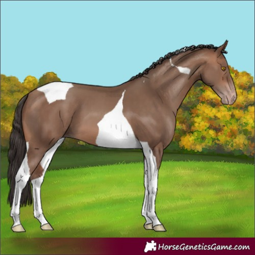 Horse Color:Sable Champagne Tobiano 