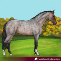 Horse Color:Bay Roan