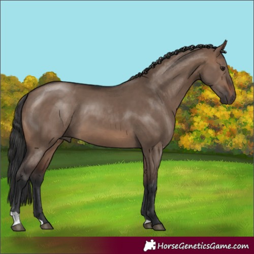 Horse Color:Brown Dun 