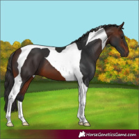 Horse Color:Brown Tobiano