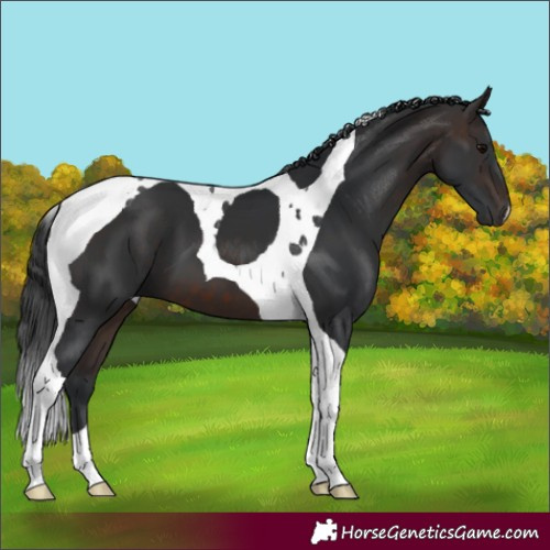 Horse Color:Brown Tobiano