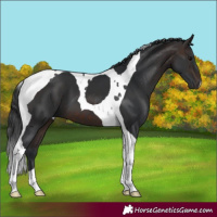 Horse Color:Brown Tobiano