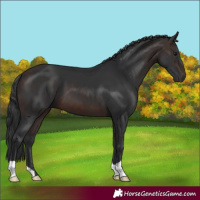 Horse Color:Brown 