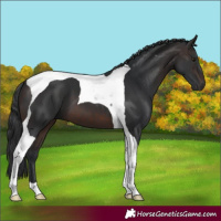 Horse Color:Brown Tobiano