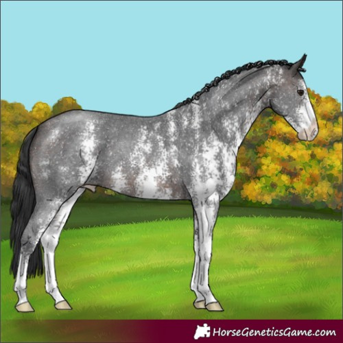 Horse Color:Brown Sabino