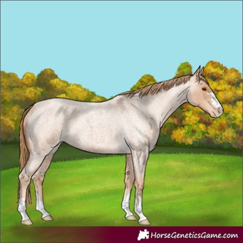 Horse Color:Red Roan Varnish 