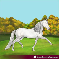 Horse Color:Palomino Roan Pearl  and Gold Cream Champagne Roan Pearl 